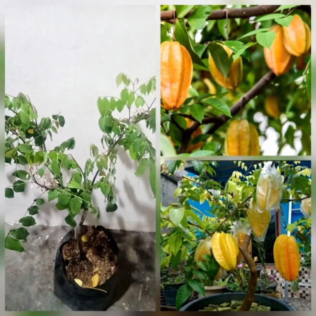 Bibit belimbing madu okulasi