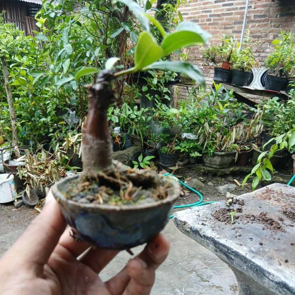 caudex ficus elegan