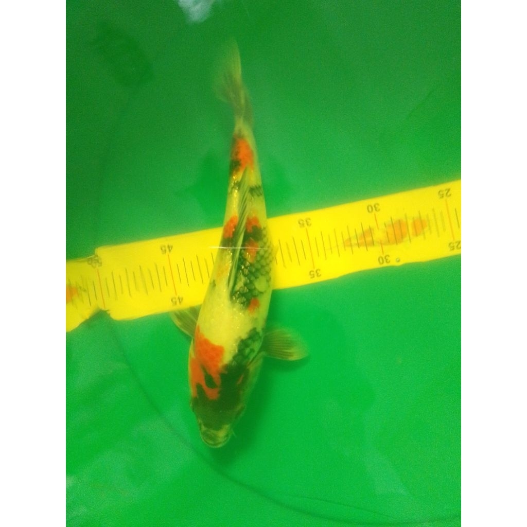 Ikan koi jenis Kindai Showa Ginrin 32cm