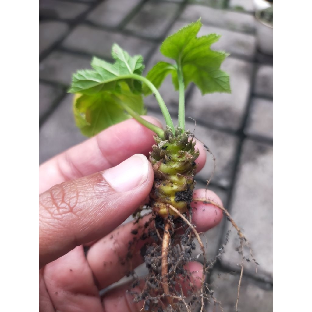 Dorstenia Contrajerva Induk