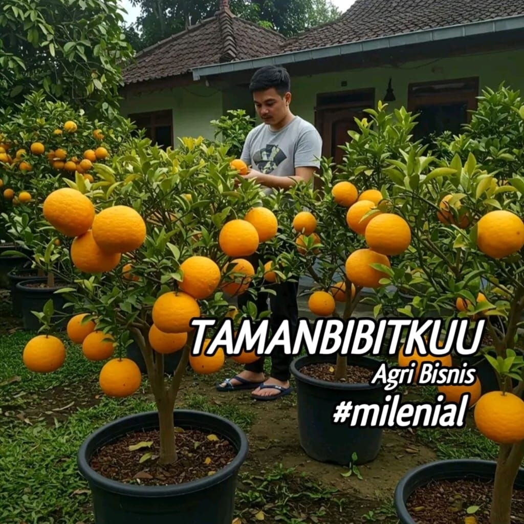 Bibit Pohon Jeruk Santang Madu Super Kondisi Sudah Berbuah ( Ukuran Besar )