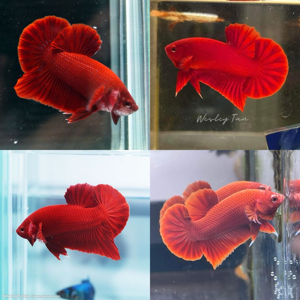 [Chan Aquatic] Ikan Hias Cupang Plakat Super Red Size M-L Plakat SR Super Red Betta Fish