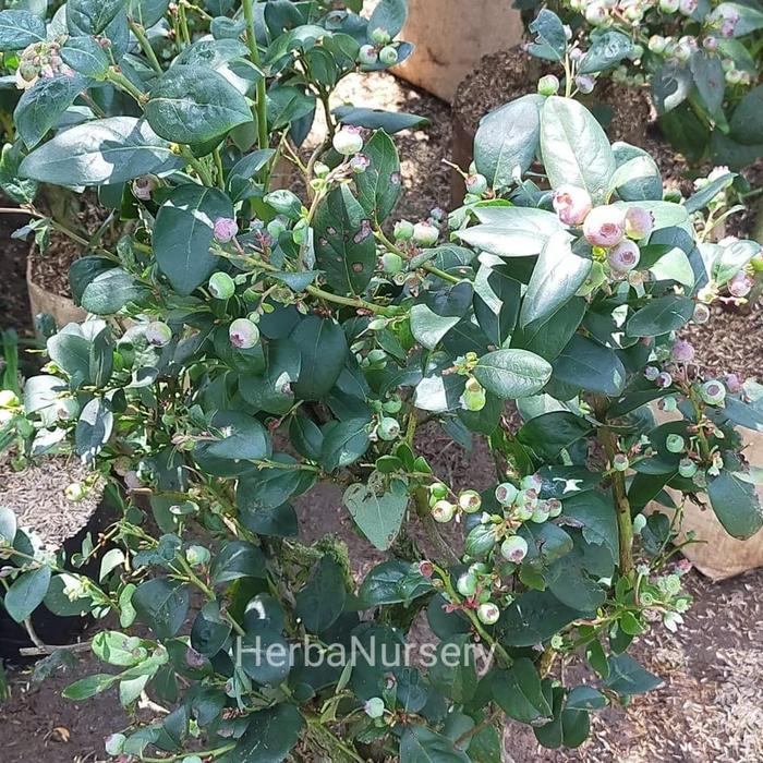 Bibit pohon blueberry - pohon buah blueberry - berbuah