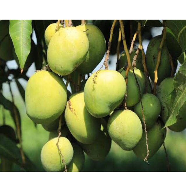 MANGGA MUDA PENTIL ASLI INDRAMAYU COCOK BUAT NGERUJAK