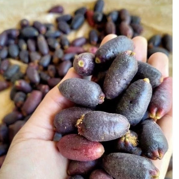 BIJI CENGKEH ZANZIBAR | 1KG BIJI CENGKEH SEMAI