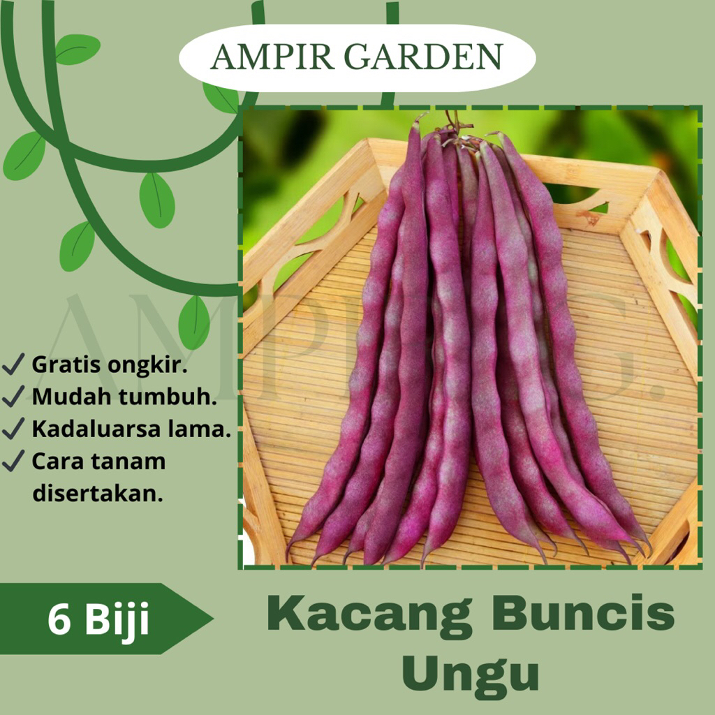 6 Biji Benih KACANG BUNCIS UNGU Import Repack / Bibit Tanaman Sayur Sayuran Kacang Buncis Ungu