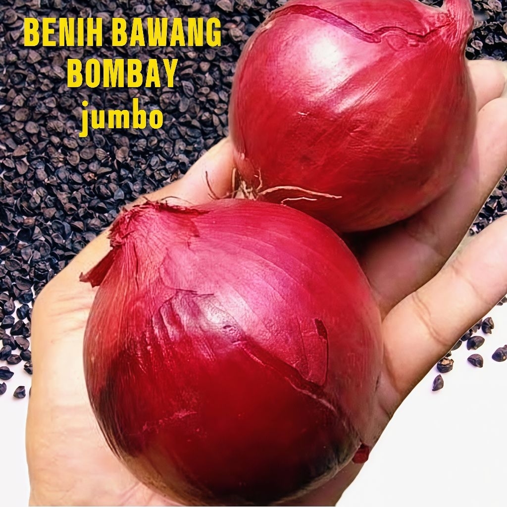 15 Biji Bibit Bawang Bombay Jumbo Benih Bawang Bombay Merah