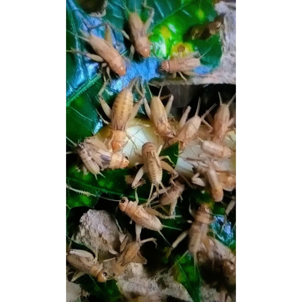 Jangkrik hidup hanya instant