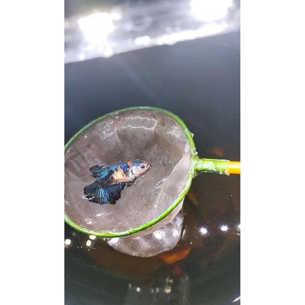 cupang betina indukan Ohm black koi multicolour dominan blue size M++ full telur sesuai foto vidio r