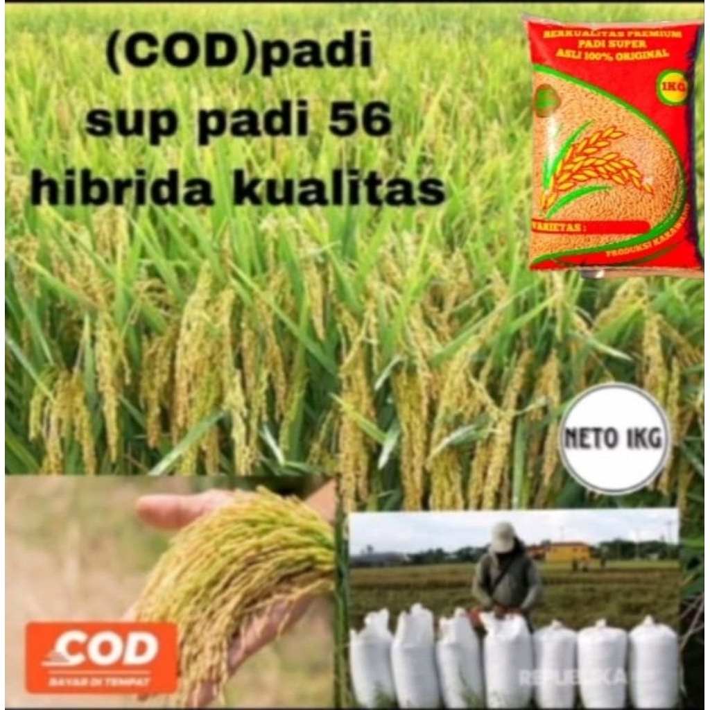 BENIH PADI SUPADI 56 HIBRIDA 1KG KUALITAS ORIGINAL