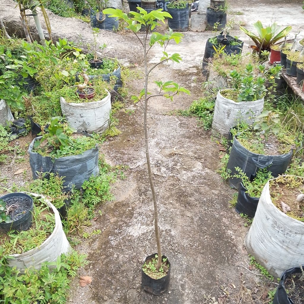Bibit tanaman buah srikaya lokal tinggi 1 meter