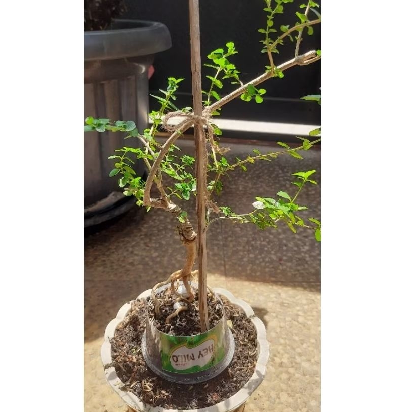 Bibit Bahan Bonsai Sancang Hidup Sudah Berakar