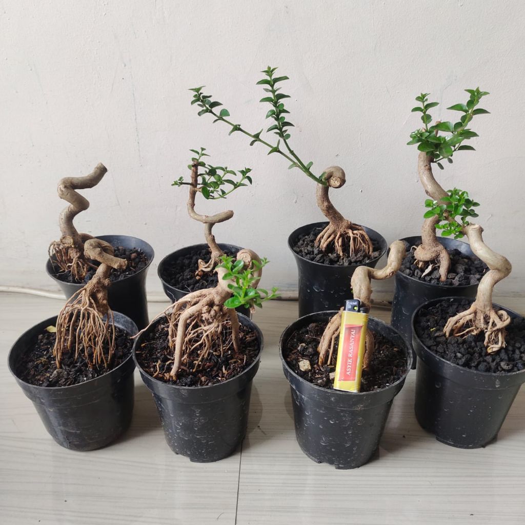 TANAMAN POHON BONSAI MAMAE SANCANG BUNJIN LIUKAN BAHAN SANCANG BONSAI MAME CASSADE