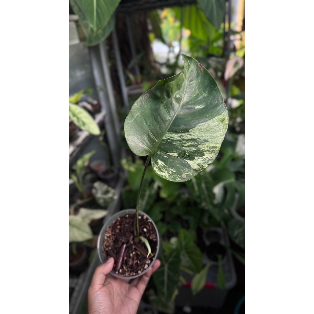 monstera mint
