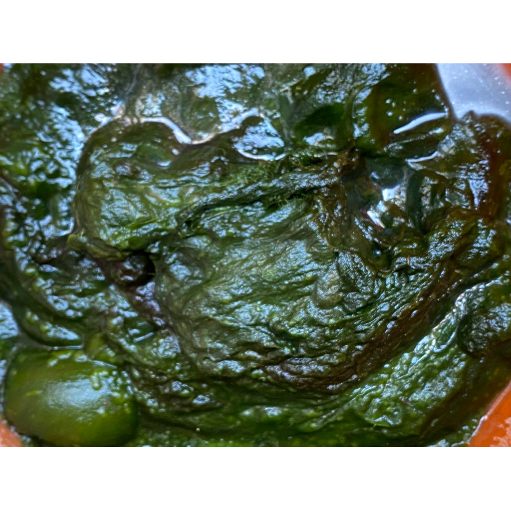 Lumut hijau buat umpan mancing 200gram