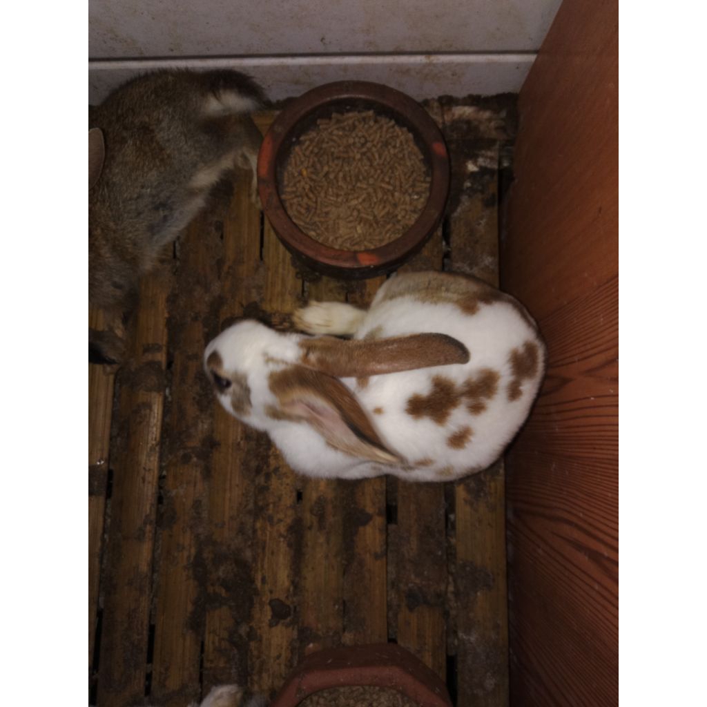 Anakan Bibit Kelinci REX Betina/Jantan Asli Rex bulu karpet