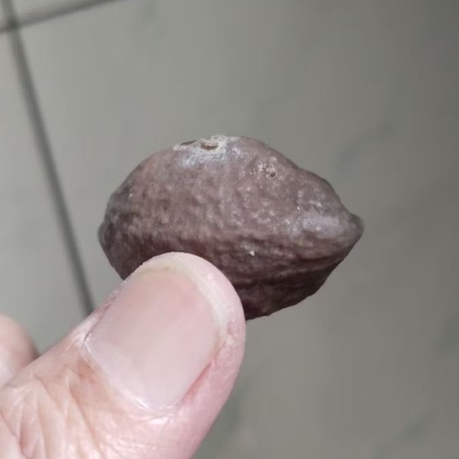 Kemiri Adu Muncang Adu Jayanti Predator Ori Tua Jatuhan