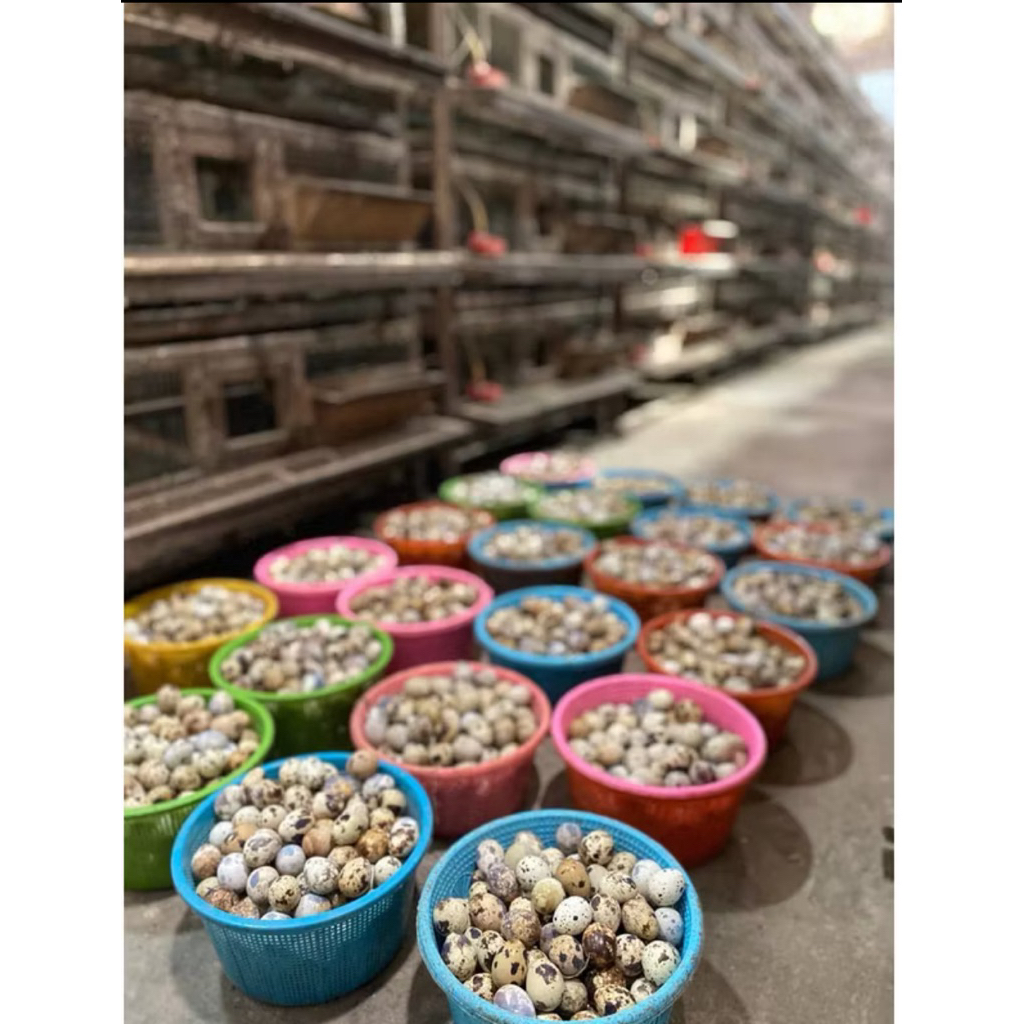 telur puyuh fertil atau tetas pilihan