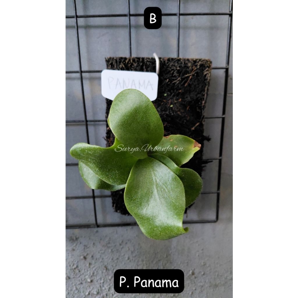 Platycerium Tanduk Rusa Panama