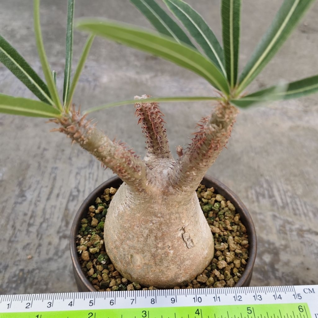 Tanaman Caudiciform Pachypodium gracilius Wild Specimen
