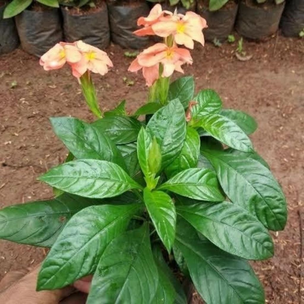 Pohon Rosandra bunga pink / Tanaman hias Crosandra bunga pink