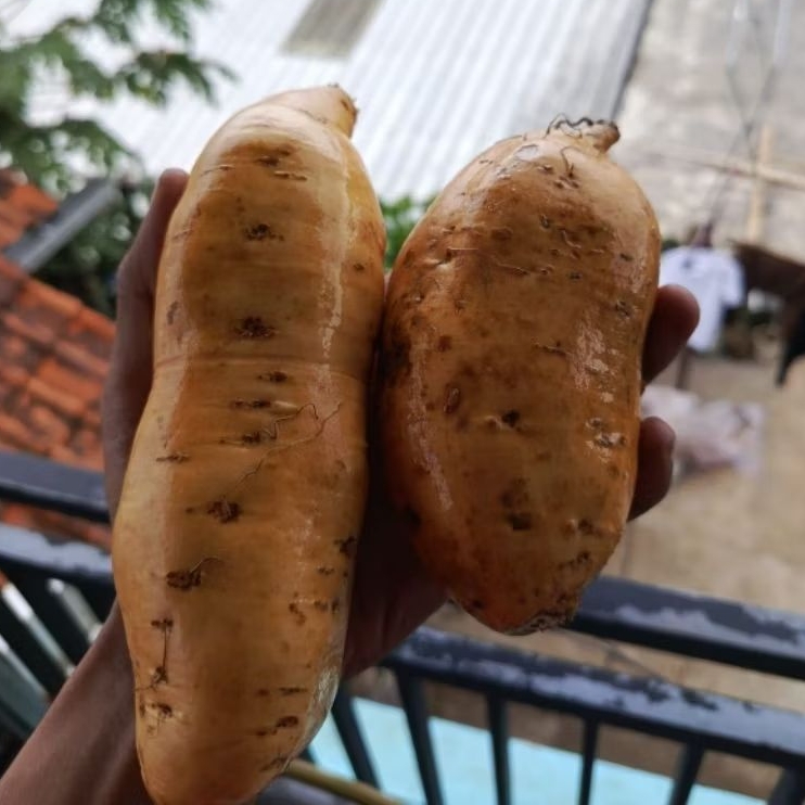 UBI MADU ASLI CILEMBU UKURAN BESAR 1 KG UBI MANIS LEGIT LEMBUT SIMANIS MADU