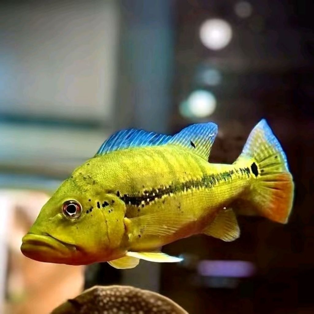 Peacock bass Xingu 8-10cm Ikan Hias