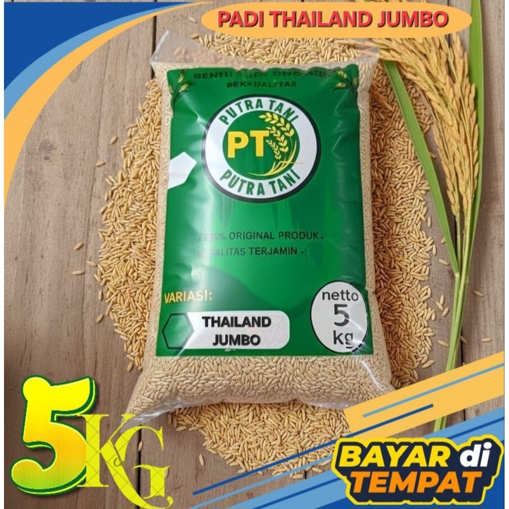 Benih padi unggul berkualitas (THAILAND JUMBO) Bibit padi premium (KEMASAN 5KG)