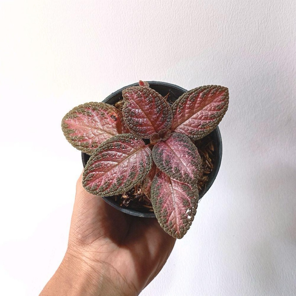 Episcia cupreata Strawberry Patch Tanaman hias bunga /ground cover