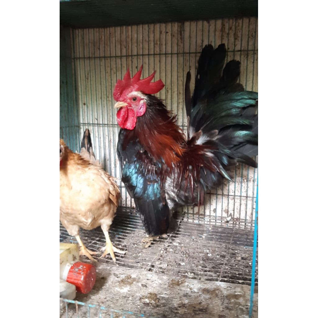 AYAM HIAS/AYAM WALIK/AYAM ISTIMEWA/AYAM UNIK.AyamBatik