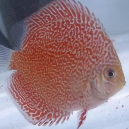 Discus King vipr / ikan hias aquascape