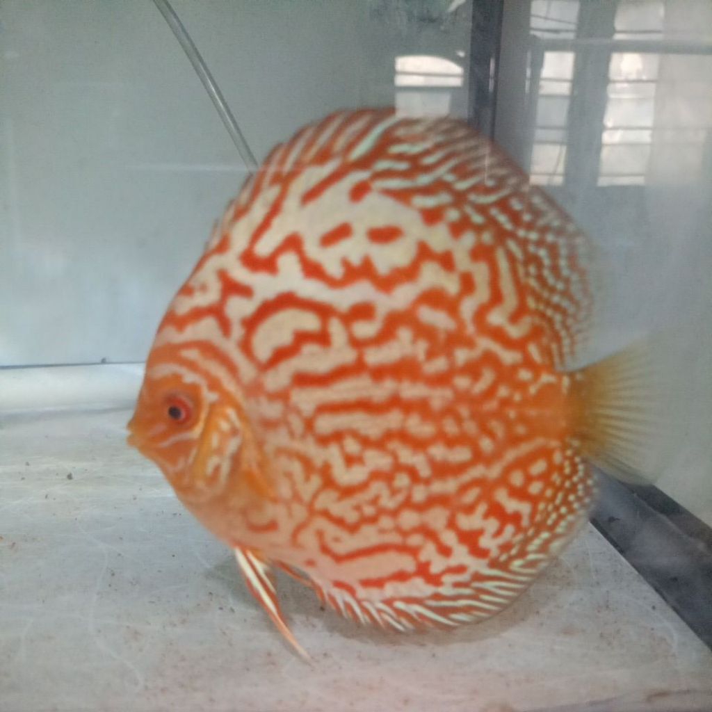Discus Golden Leopard / ikan hias aquascape