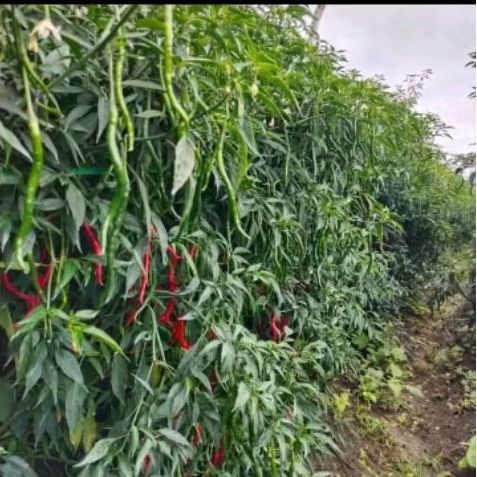 Paket hemat 5 bungkus benih cabe lokal siboras ateng