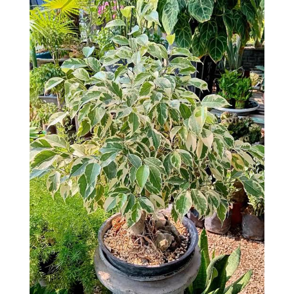 BAHAN BONSAI BERINGIN VARIGATA