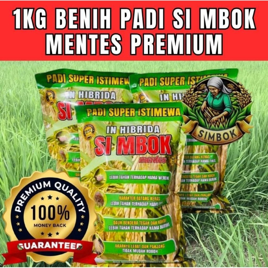 (1 KG) BENIH BIBIT PADI IN-HIBRIDA SIMBOK UNGGUL BERKUALITAS