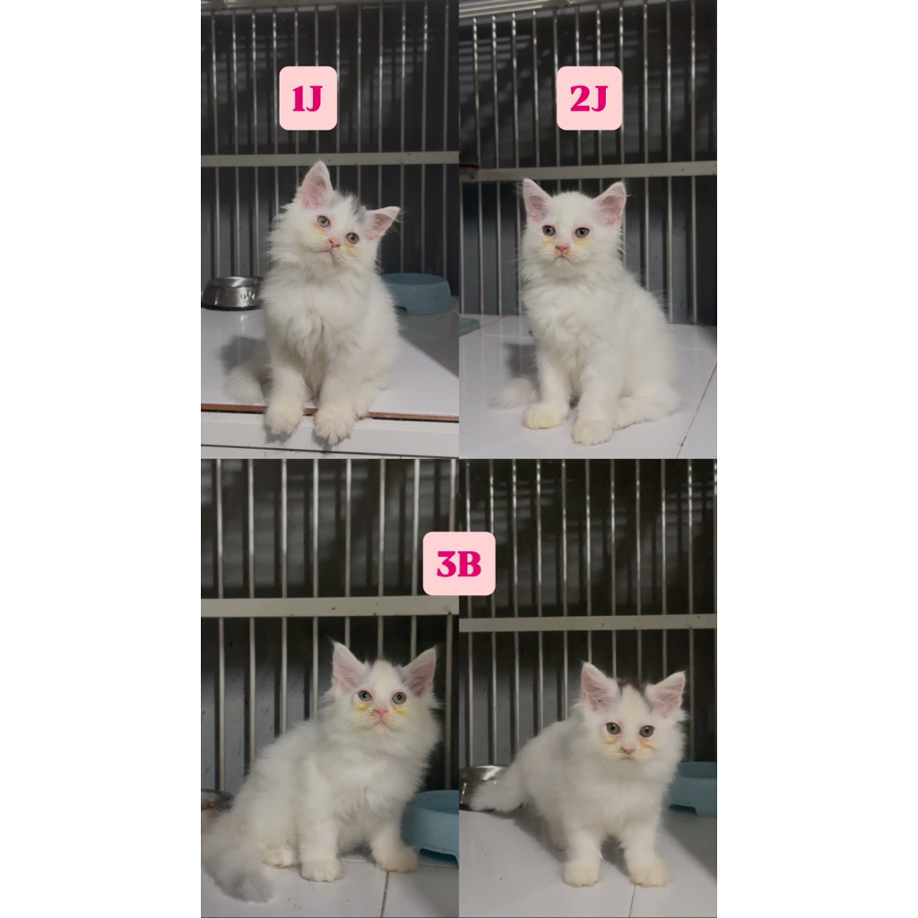 Kucing Kitten Persia Long Hair