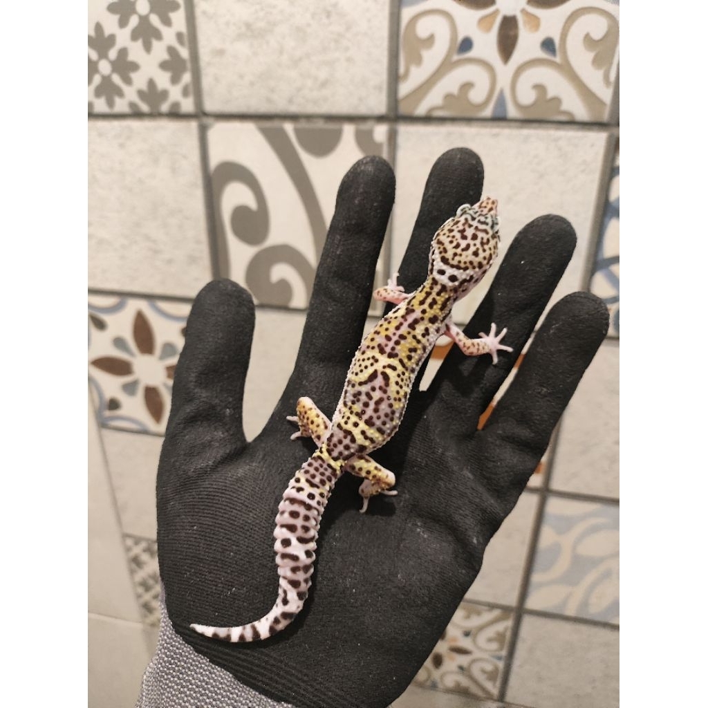 Mainan Gecko Black Night