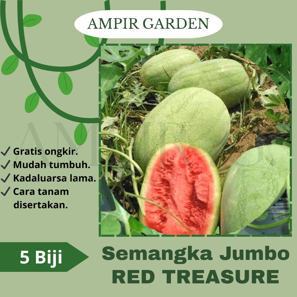 5 Biji Benih Semangka Jumbo RED TREASURE Premium / Bibit Tanaman Buah-buahan Semangka Merah Besar