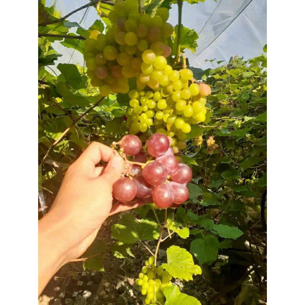 entres anggur impor jupiter valid