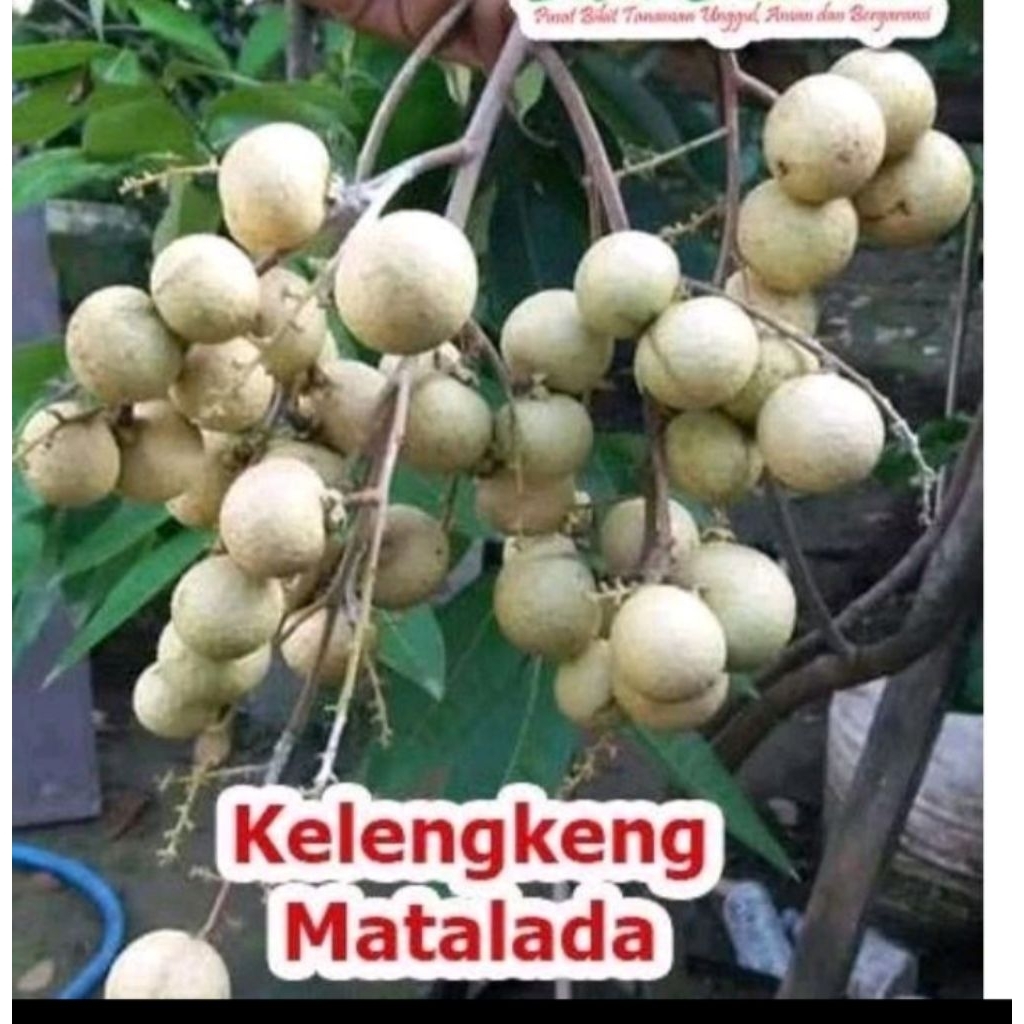 bibit kelengkeng matalada super