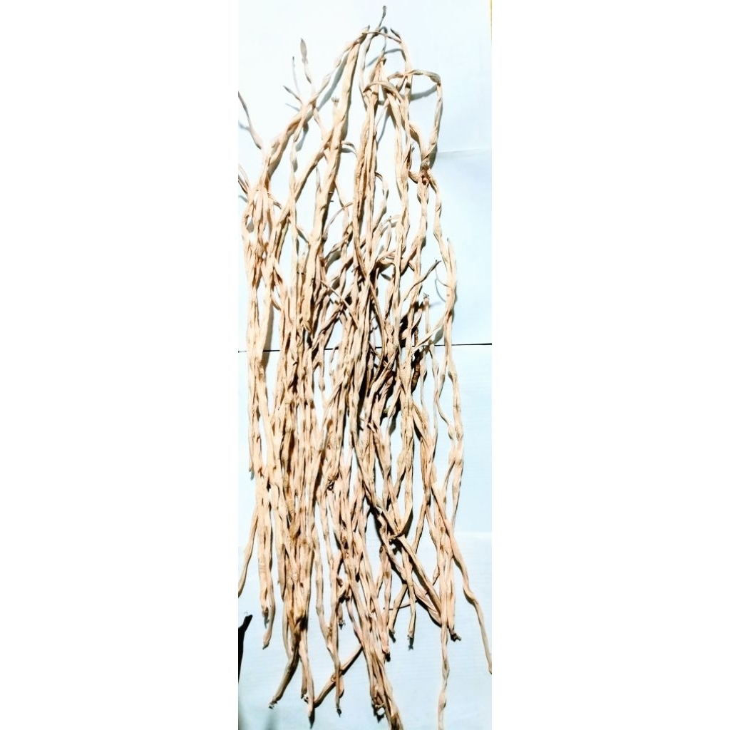 benih kacang panjang super