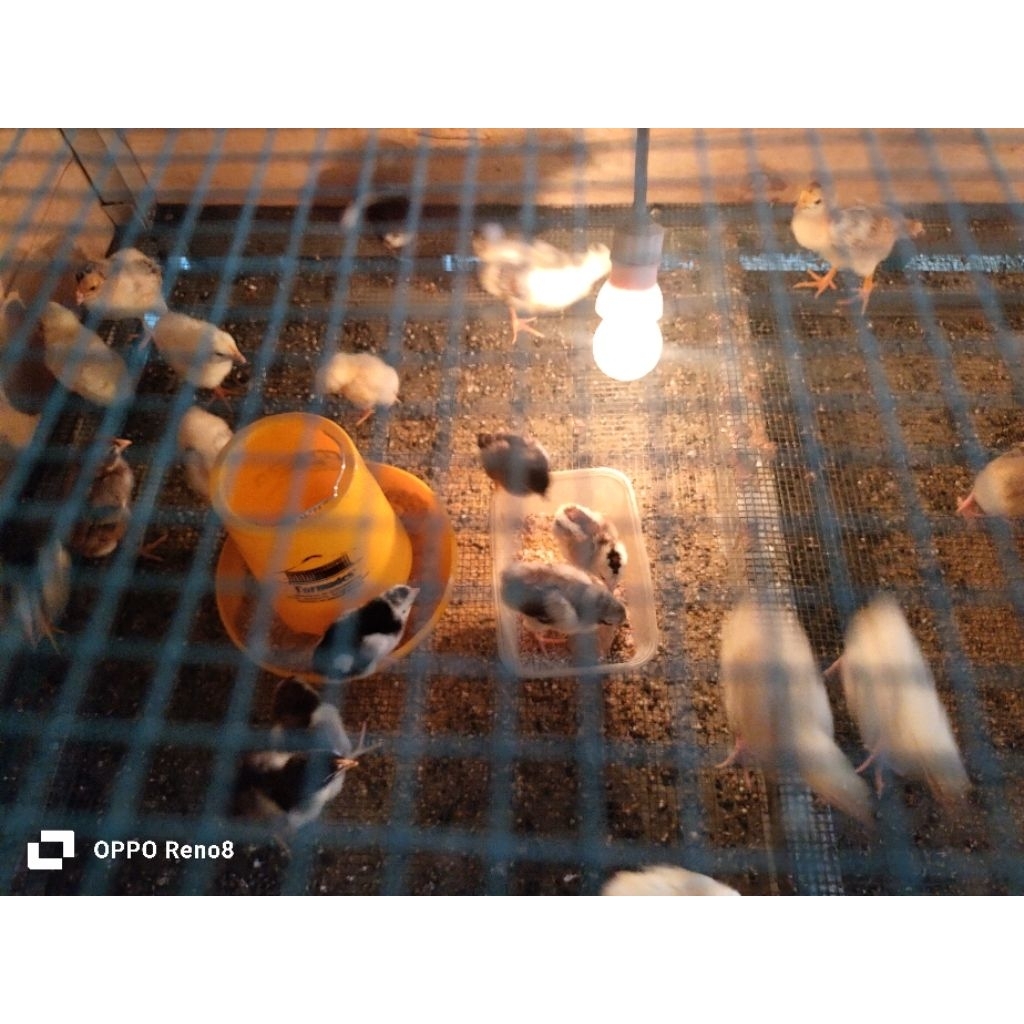 DOC Ayam kampung Elba