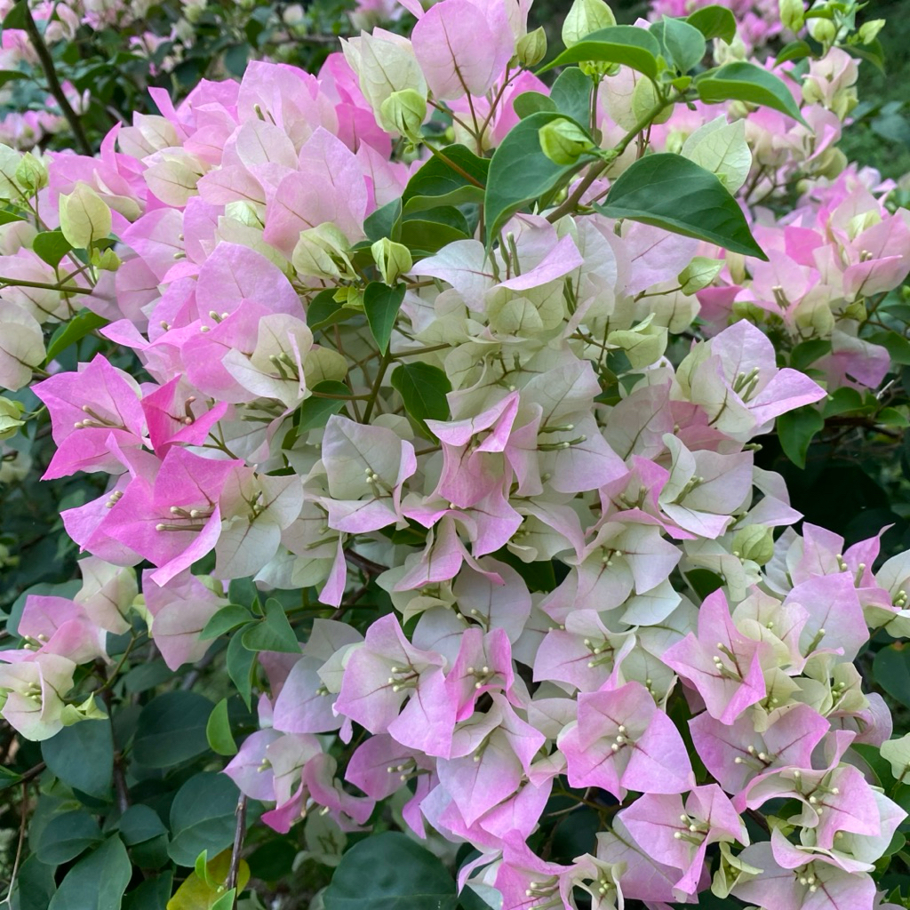 Entres Bunga Bougenville Import Panjang 30cm / Bahan Sambungan Bunga Bougenville Import