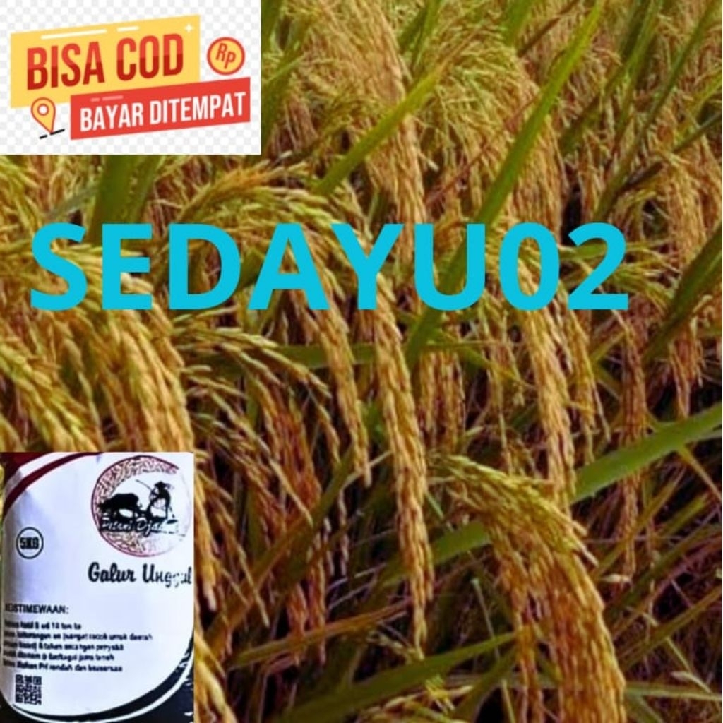 benih padi sedayu 02 5KG