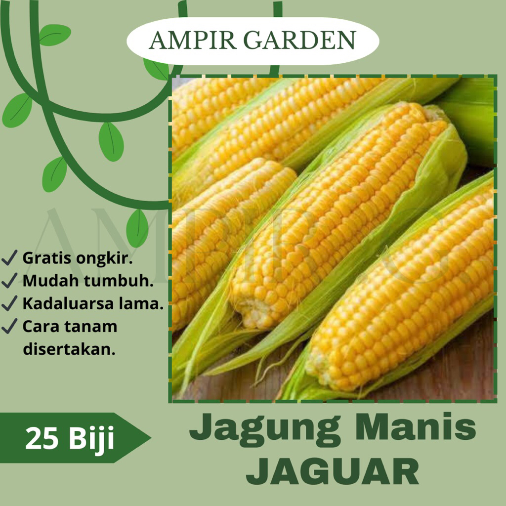 25 Biji Benih Jagung Manis JAGUAR F1 / Benih Tanaman Sayuran Jagung Manis Yellow Golden