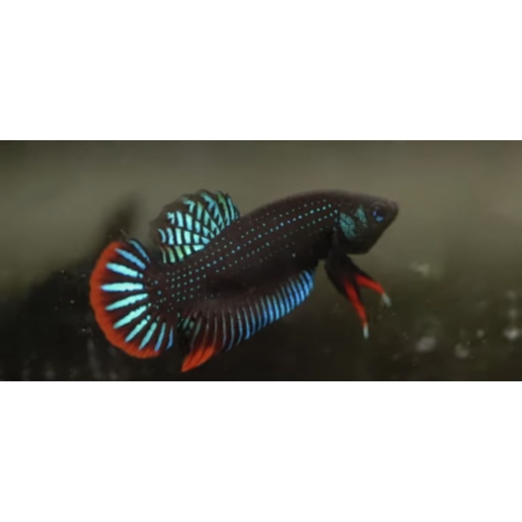 Wild Betta Imbellis Padi (Wild Caught) Size M