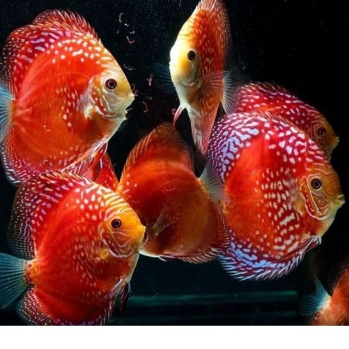Discus Raflesia ikan hias air tawar / hiasan aquascape