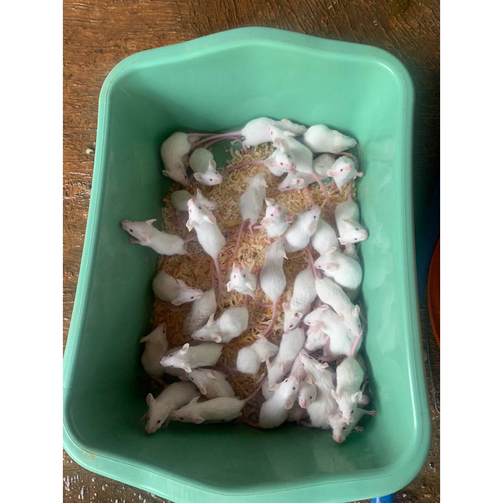 Tikus putih mencit