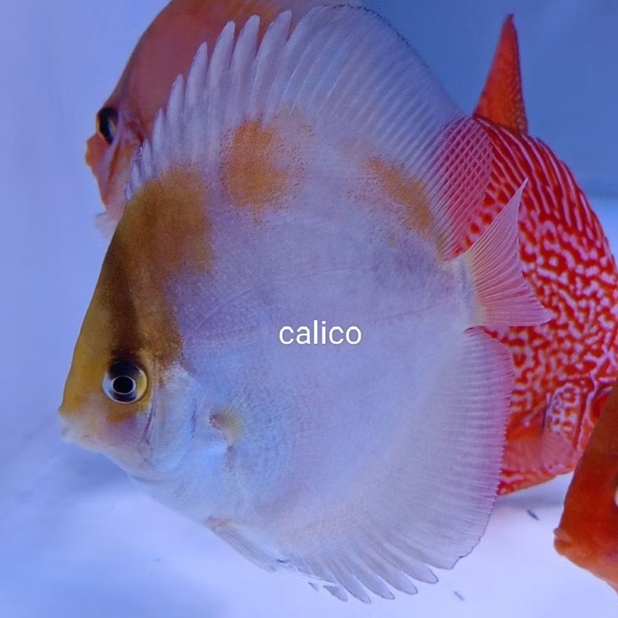 Discus Calico ikan hias air tawar / hiasan aquascape