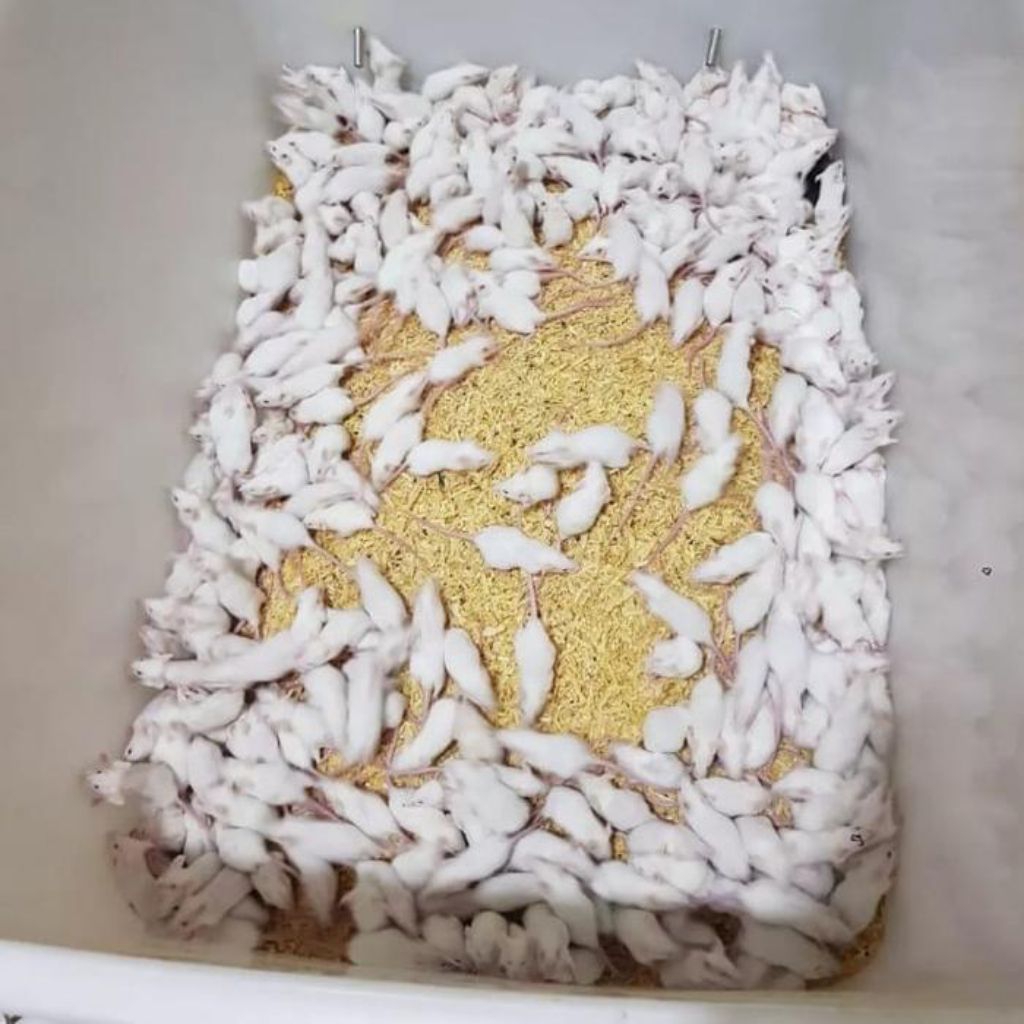 1 paket indukan mencit medium